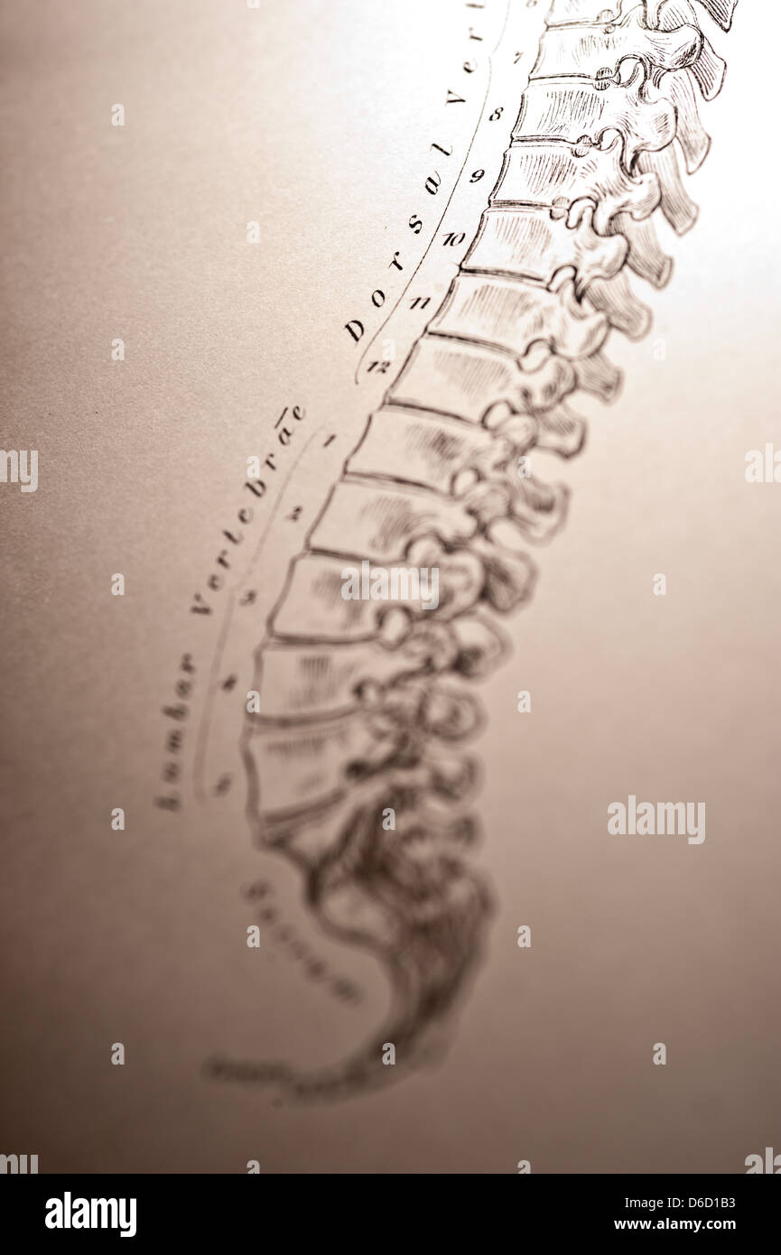 Nahaufnahme der Antike medizinische Illustration der menschlichen Wirbelsäule, ca. 1882. Stockfoto