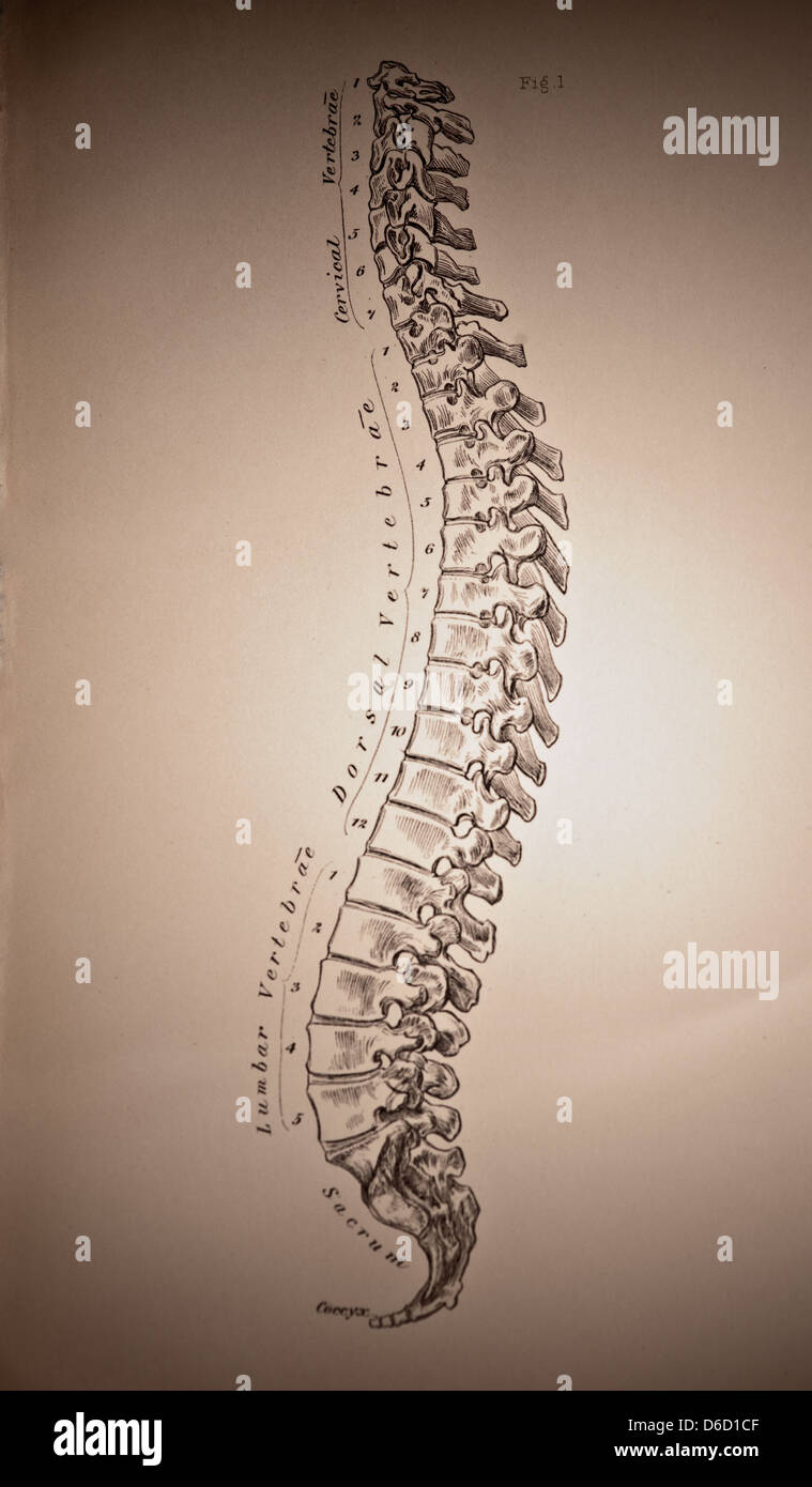 Nahaufnahme der Antike medizinische Illustration der menschlichen Wirbelsäule, ca. 1882. Stockfoto