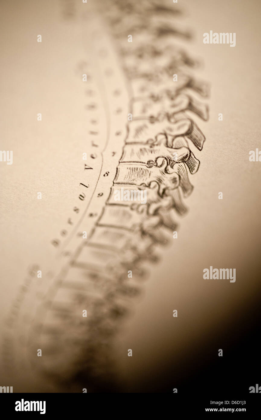 Nahaufnahme der Antike medizinische Illustration der menschlichen Wirbelsäule, ca. 1882. Stockfoto