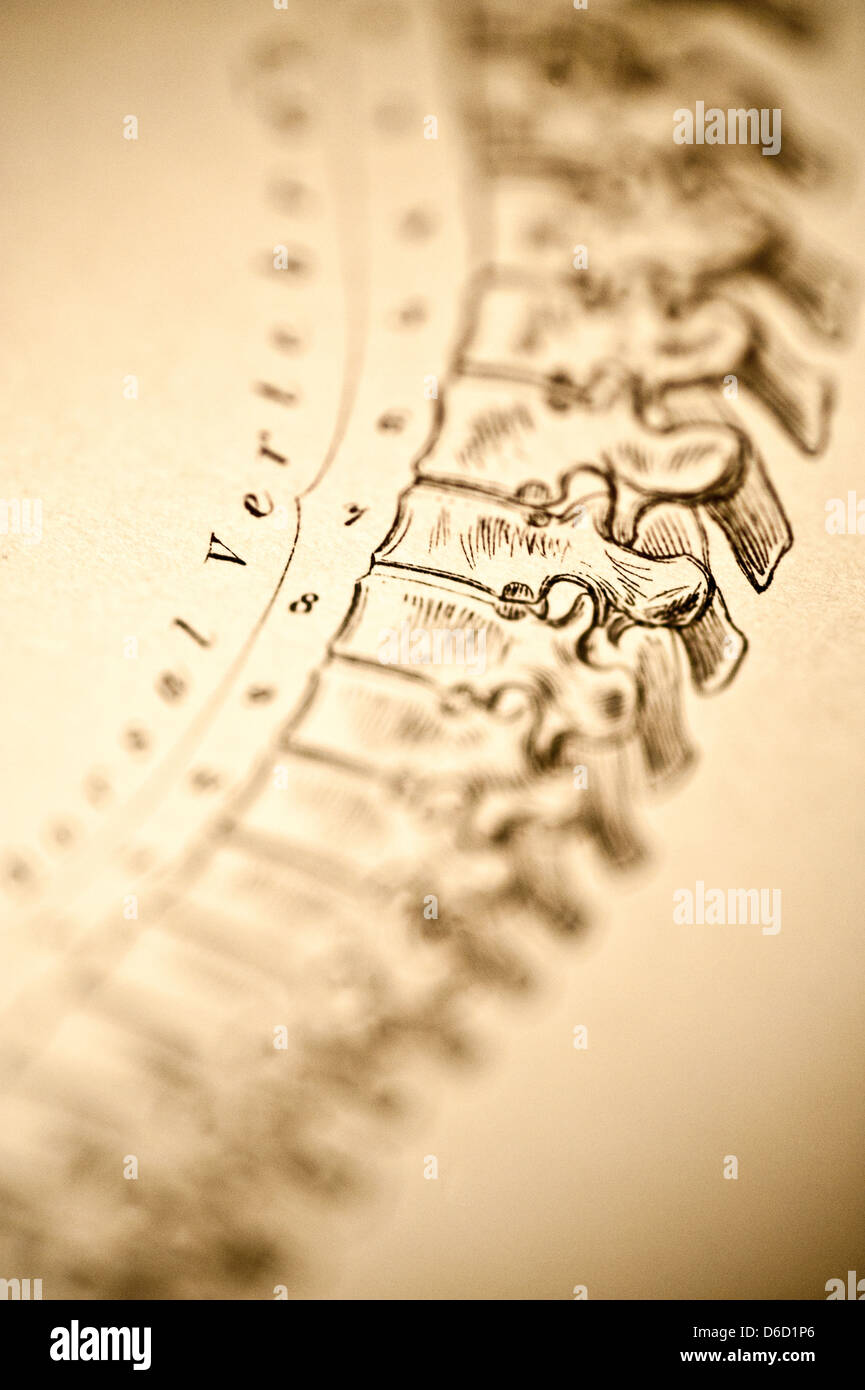 Eine medizinische Illustration der menschlichen Wirbelsäule, Tiefenschärfe, ca. 1884. Stockfoto