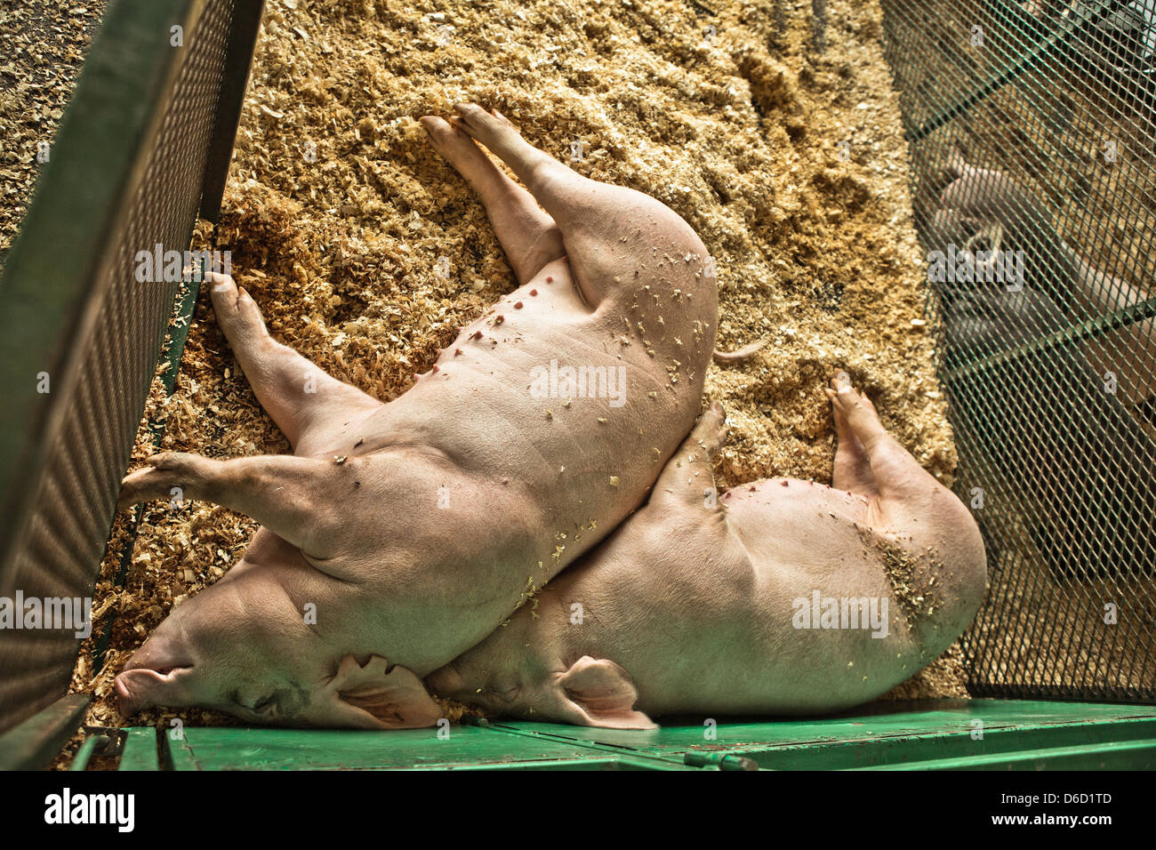 Schweine im Sägemehl auf Messe liegen Stockfoto
