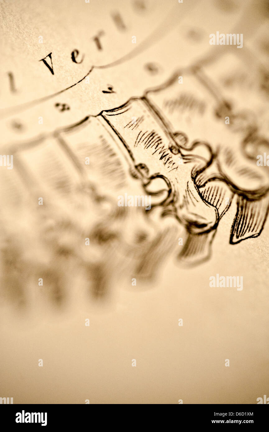 Nahaufnahme der Antike medizinische Illustration der menschlichen Wirbelsäule, ca. 1882. Stockfoto