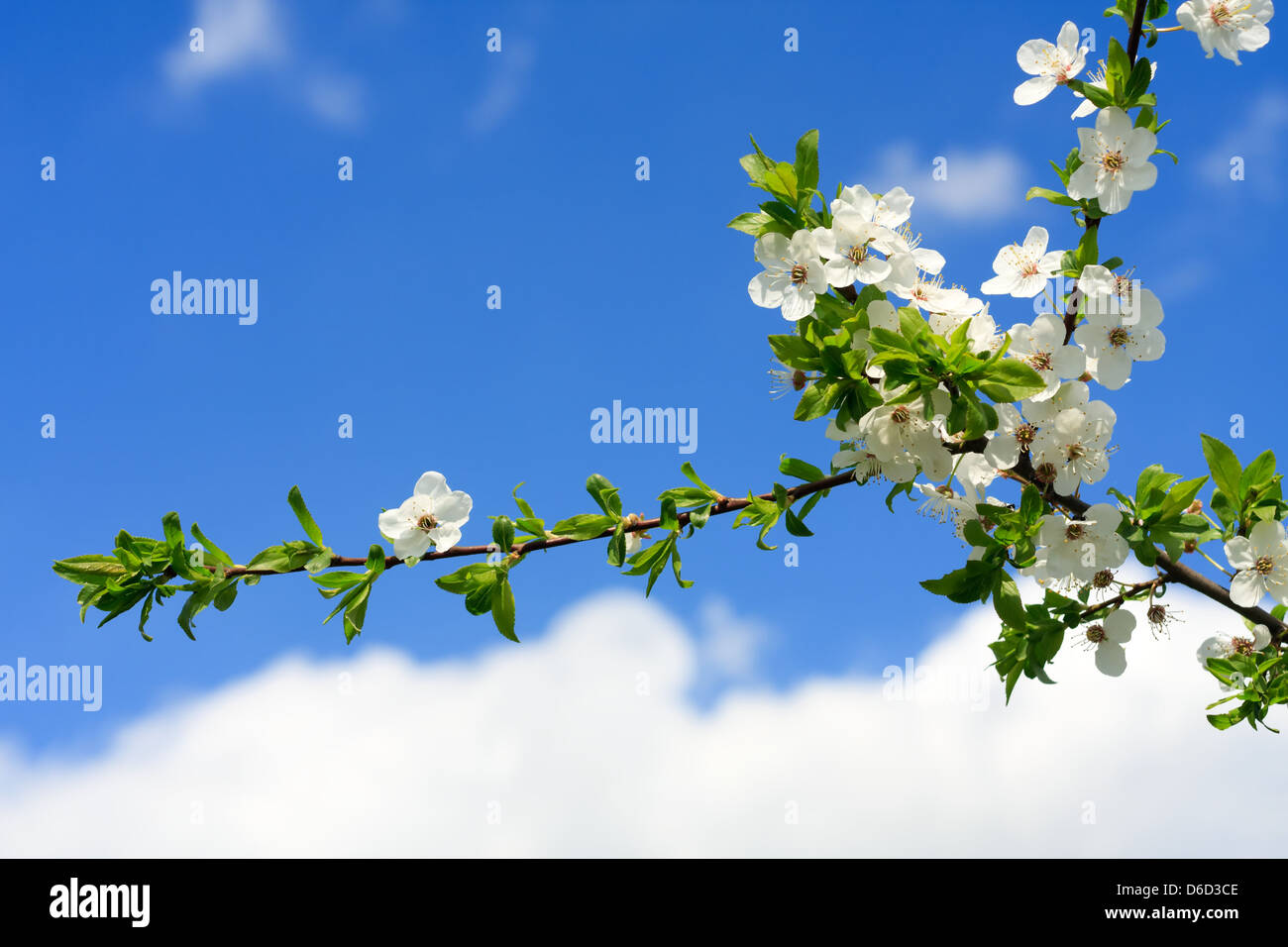 Frühling blühende Sträucher Stockfoto