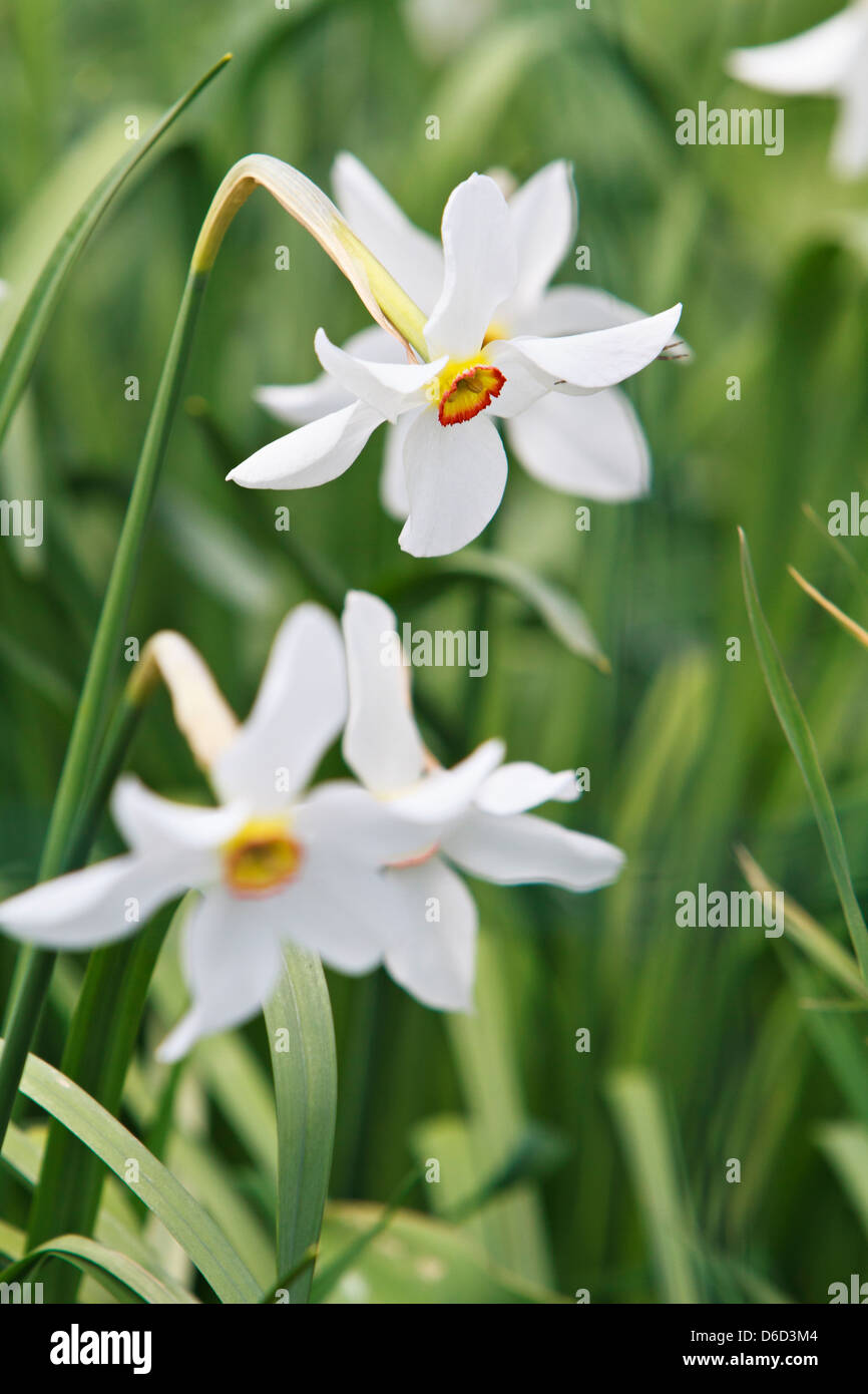 Narcissus-Narzisse Actaea-Blume (Narcissus Poeticus) Stockfoto