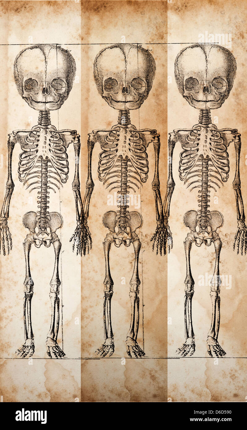 Antike Darstellung des menschlichen Skeletts ca. 1844 Stockfoto