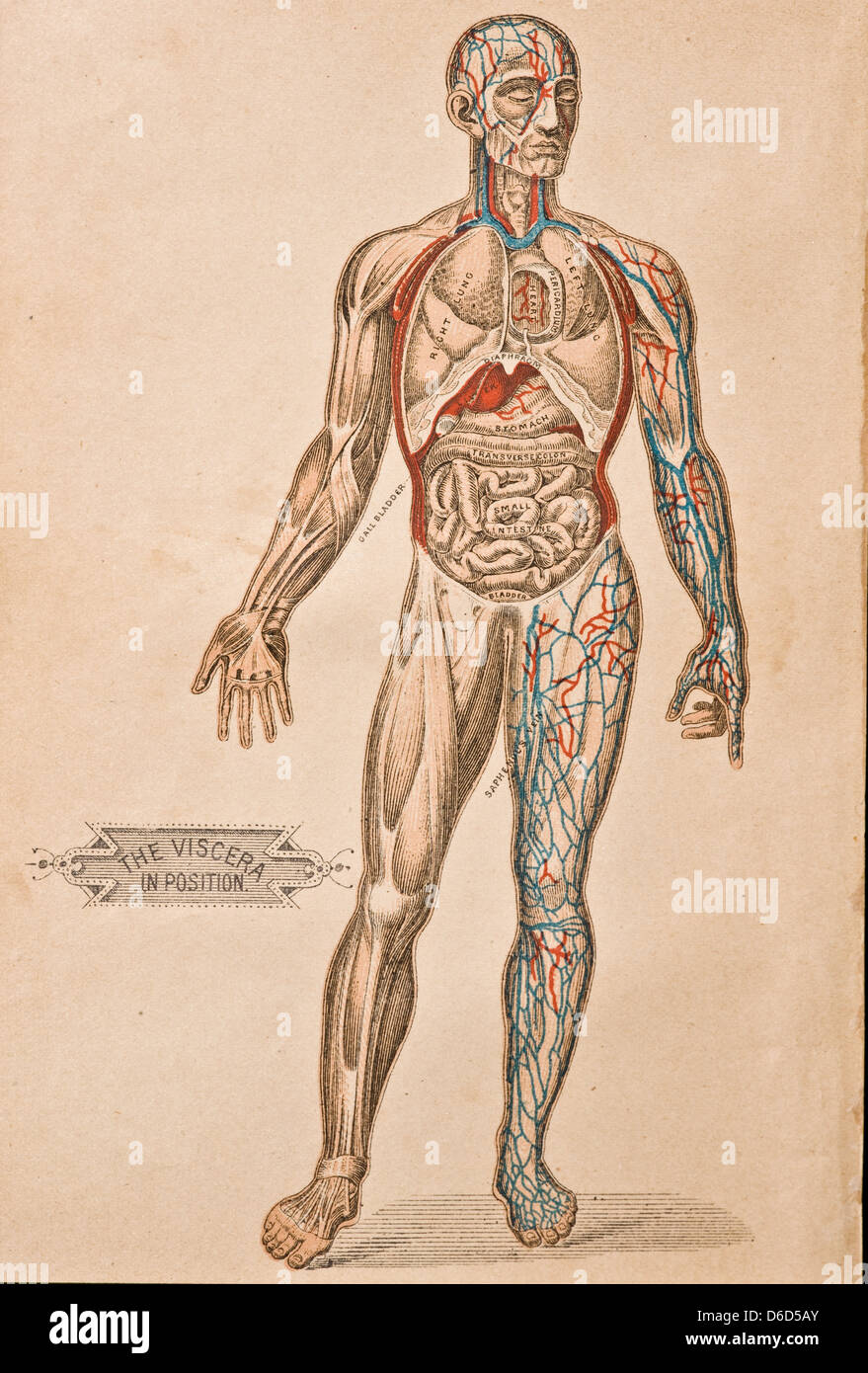 Eine Antike Darstellung der Organe und Arterien in den menschlichen Körper. Stockfoto