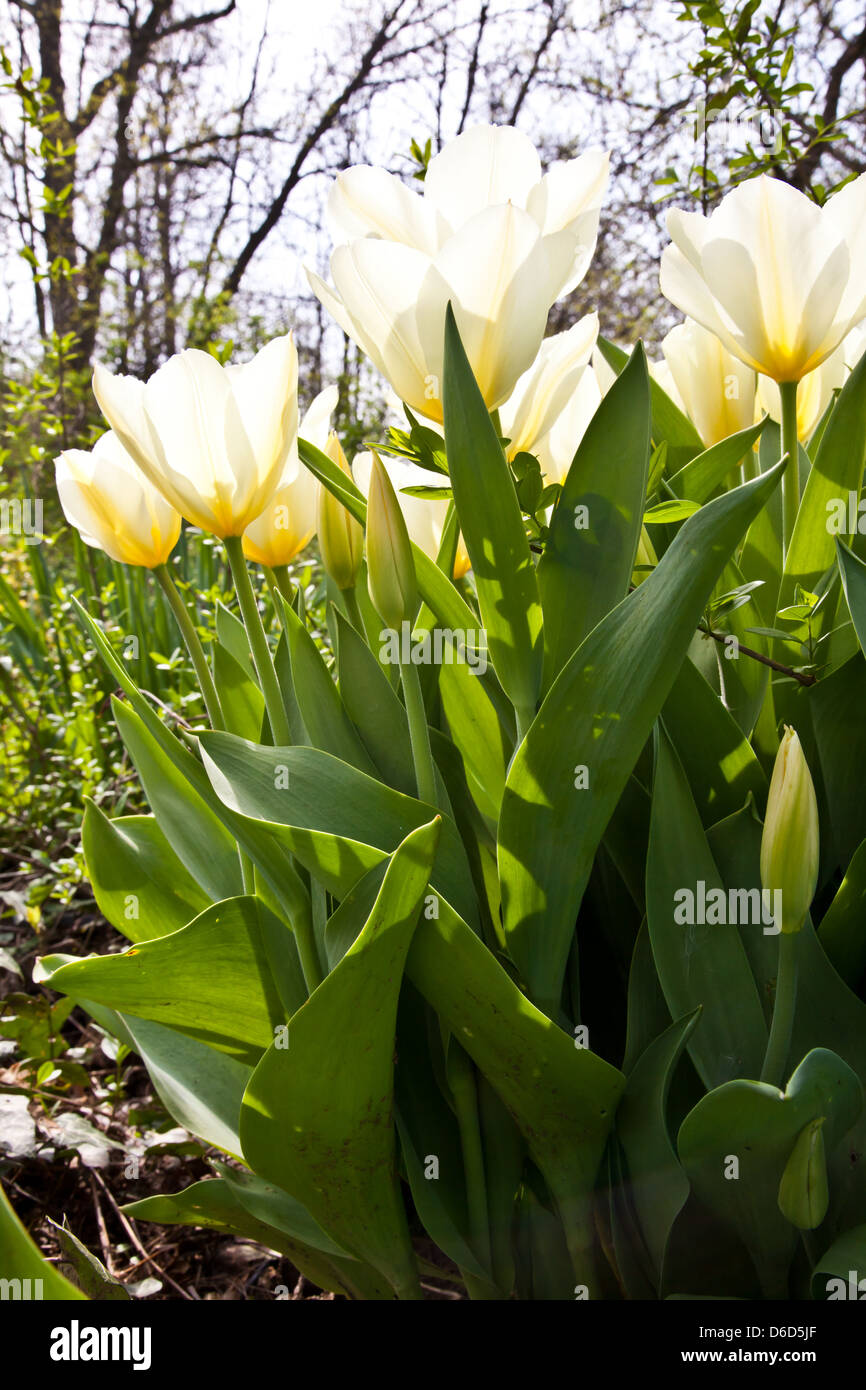 Tulpen - Jaap Groot Sorten Stockfoto