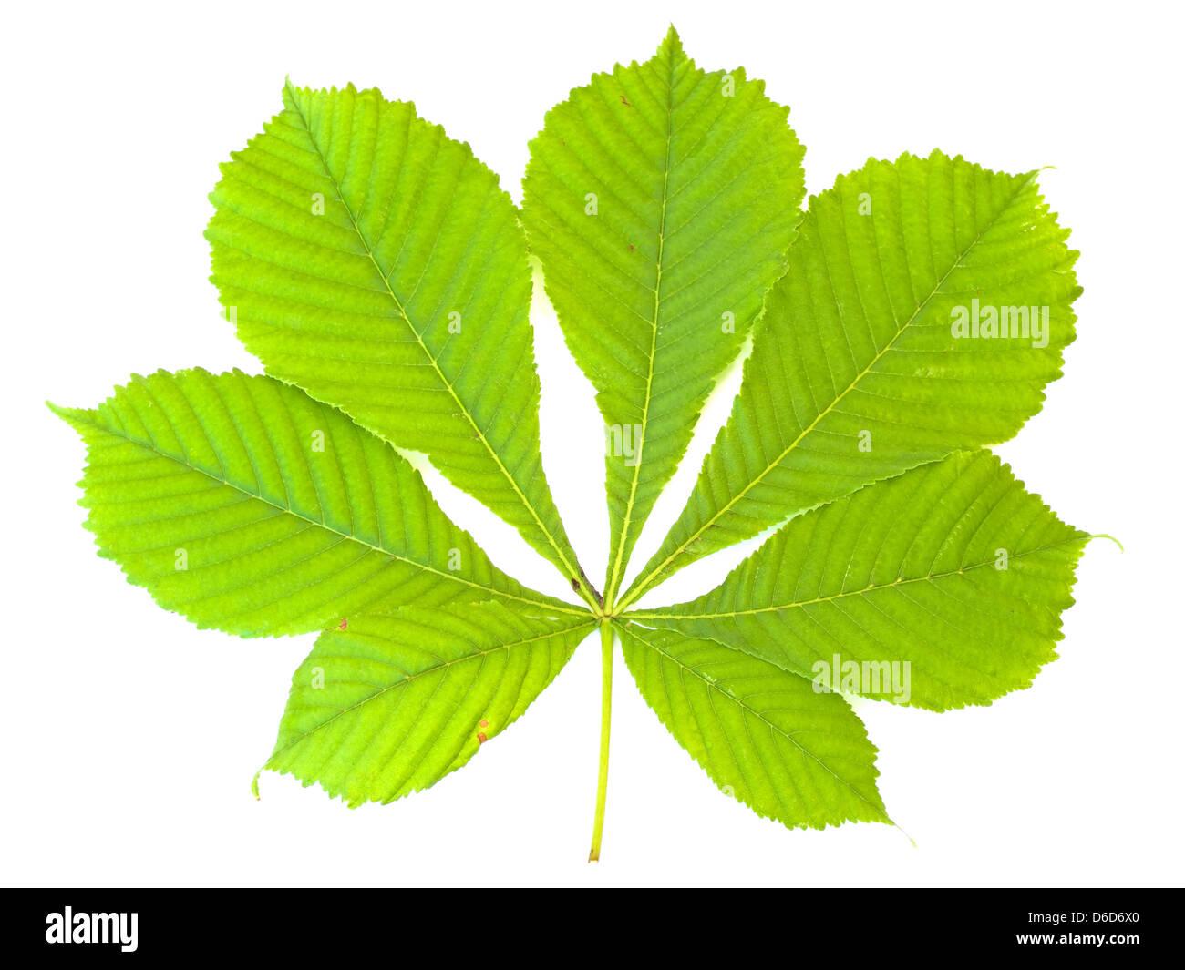 Kastanien-Blatt Stockfoto