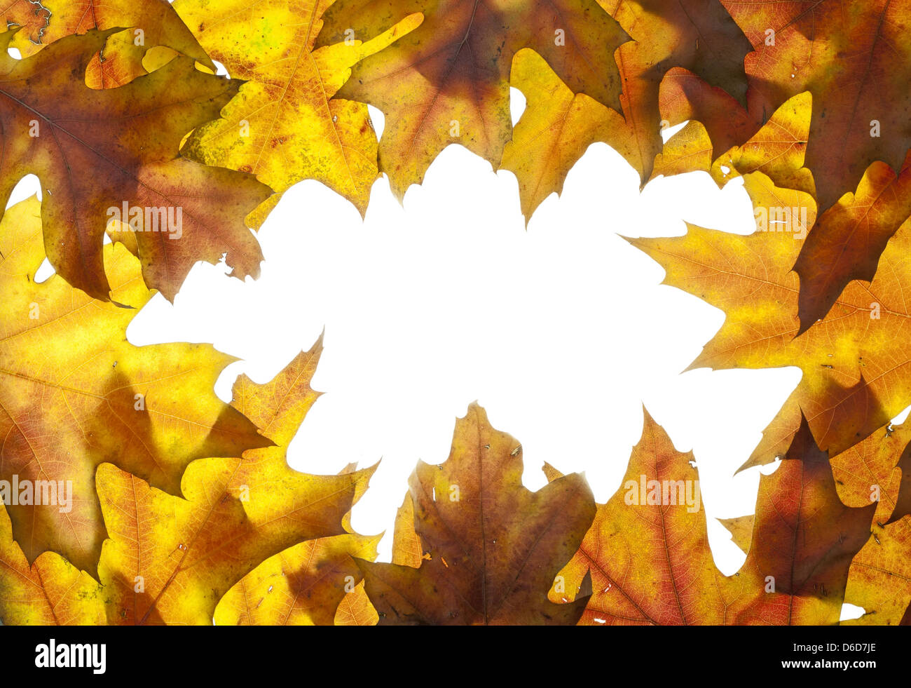 Rahmen von Herbstlaub Stockfoto
