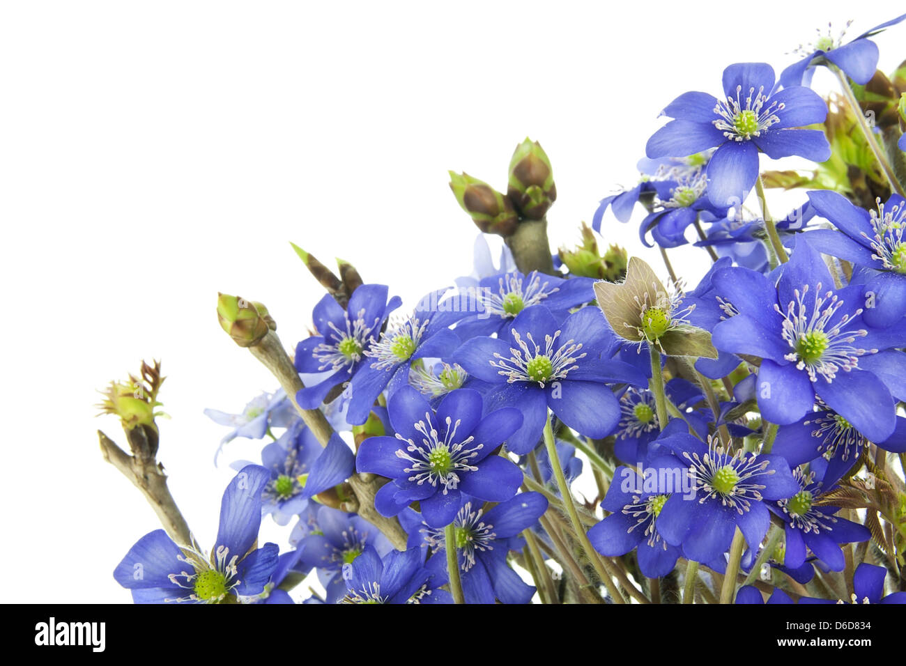 Erste europäische Quellen Blumen Postkarte Stockfoto