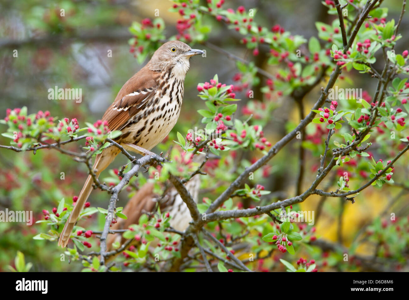Brown Thrasher Barching in Crabapple Tree Bird songbird Ornithologie Wissenschaft Natur Tierwelt Umwelt Stockfoto
