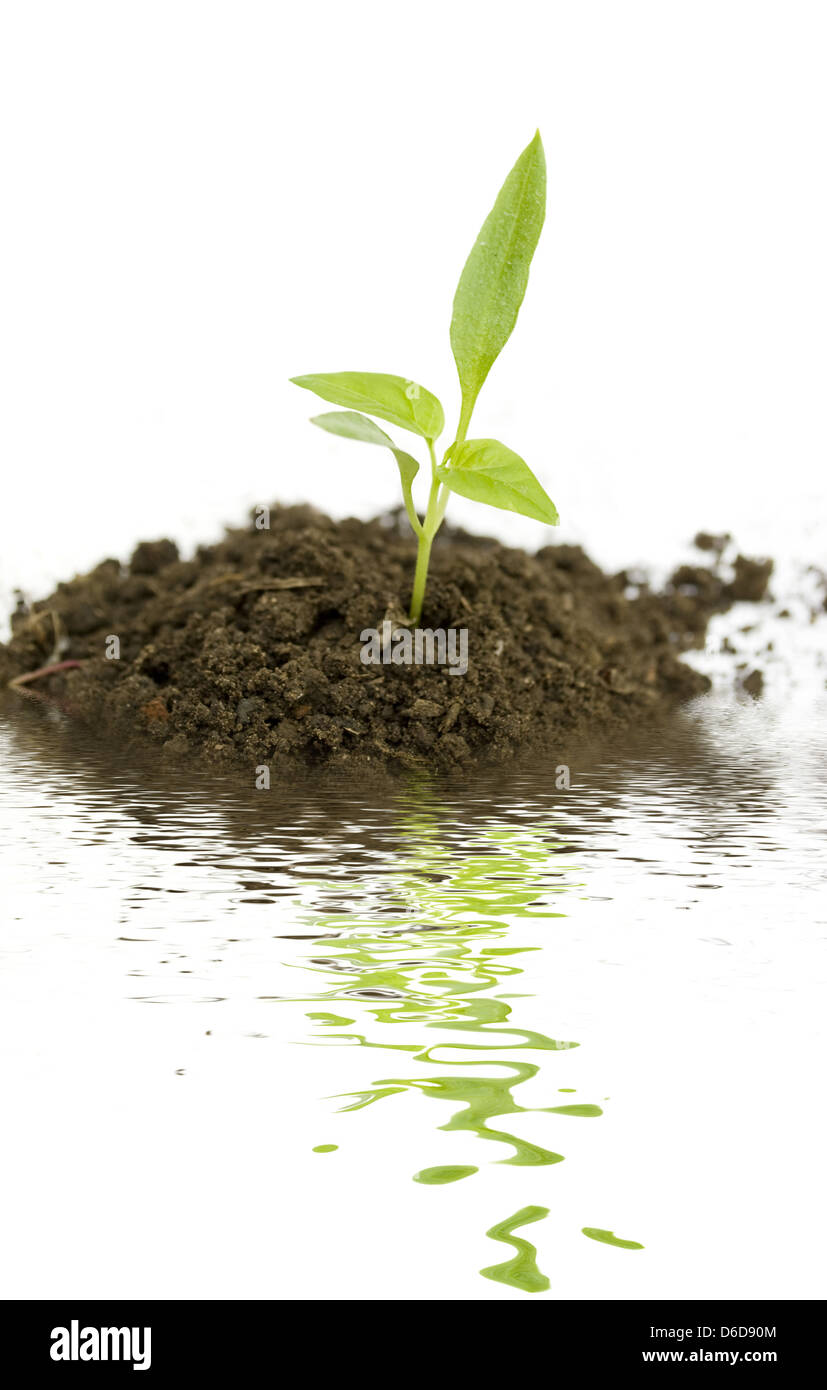 wachsende Pflanze Stockfoto