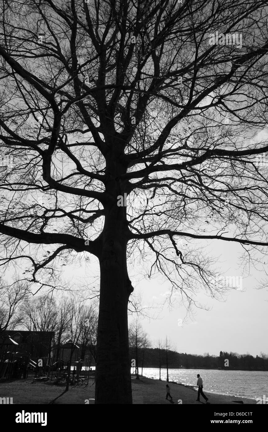 Vater und Sohn und Baum Silhouette am südlichen Ufer des Sees Quannapowitt, Wakefield, MA Stockfoto