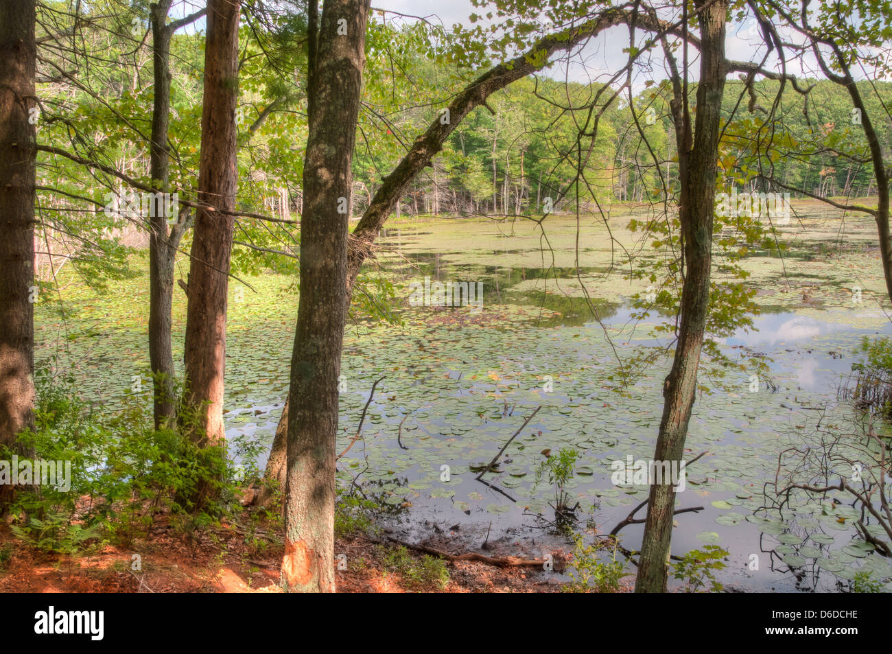 Teich in Harold Parker Staatswald, Andover, MA Stockfoto