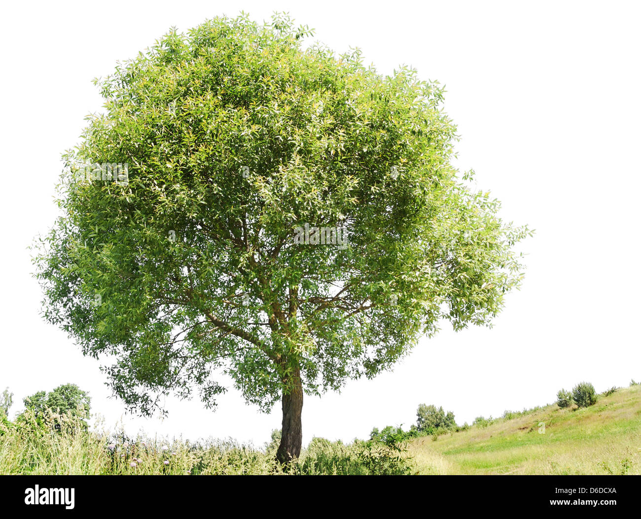 Isolierte Baum Stockfoto