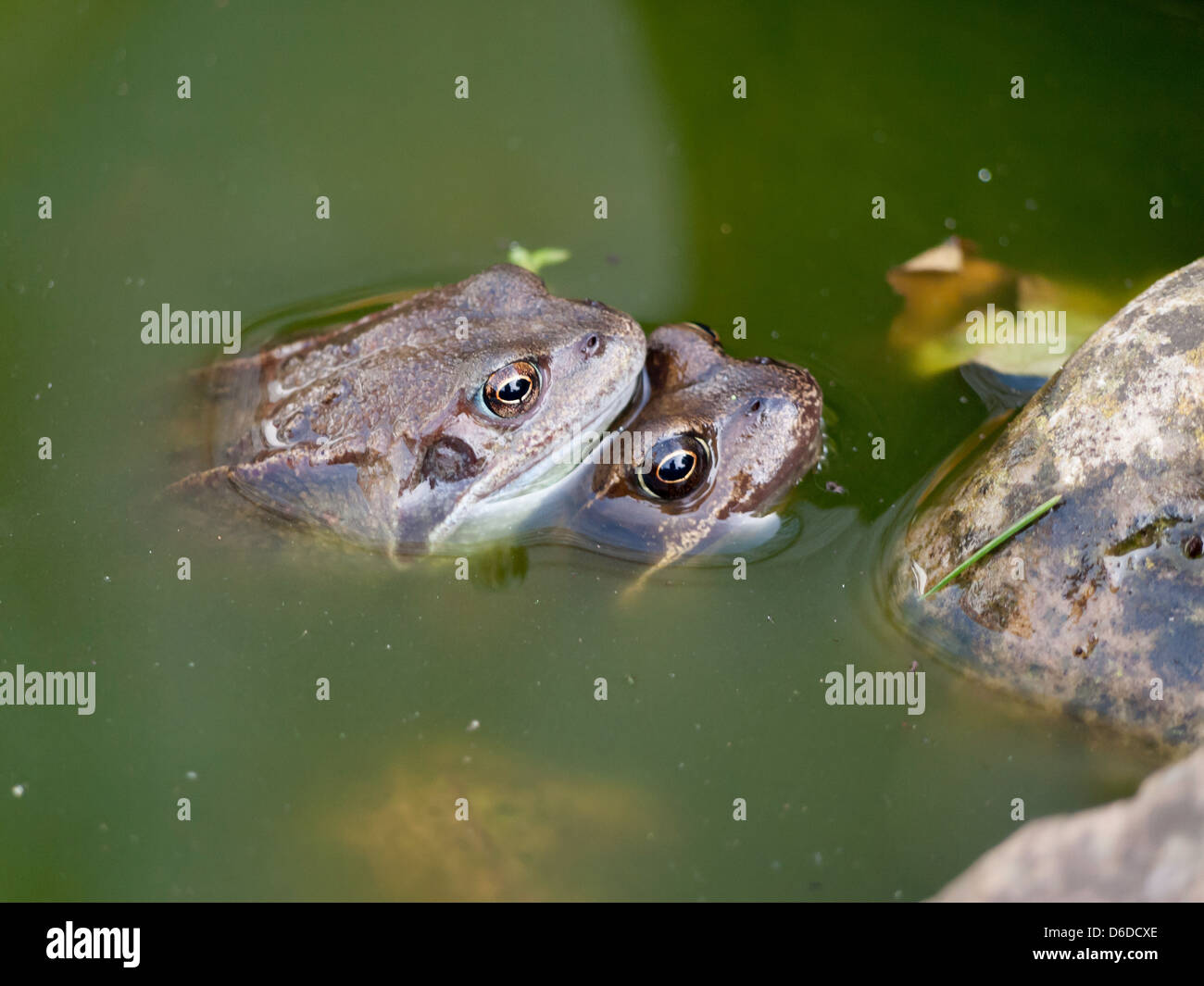 Paarung gemeinsame Frösche "Rana Temporaria" in einem Gartenteich. Stockfoto