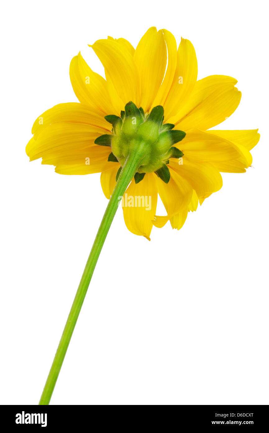 Rückseite Blick auf Sonnenblume Stockfoto