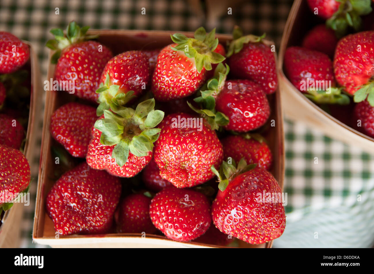 Frische Erdbeeren auf einem Bauernhof stehen in Massachusetts Stockfoto