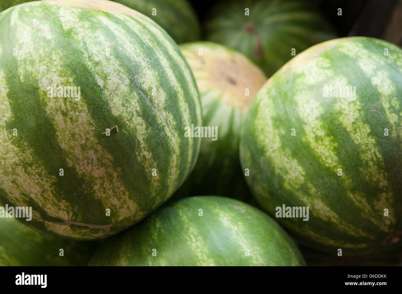 Wassermelonen auf einem Bauernhof stehen in Massachusetts Stockfoto