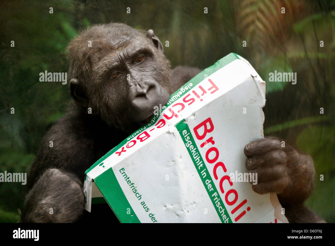 Eine Schimpanse kaut an einem Lebensmittel-Karton in seinem Gehege im Hellabrunn Zoo in München, Deutschland, 12. September 2012. Foto: Paul Knecht Stockfoto