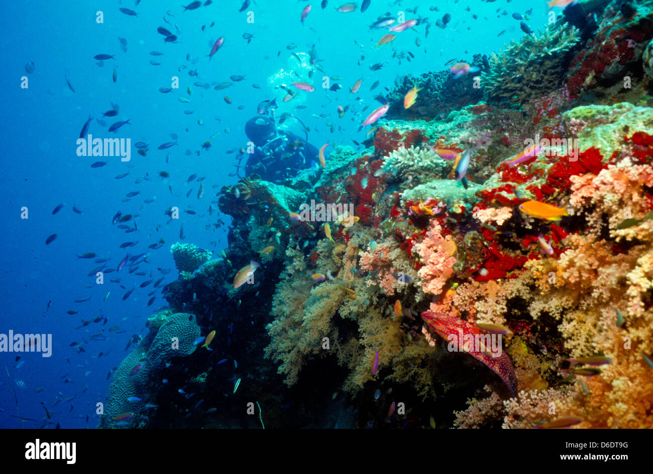 Coral Garden, Dendronephthya sp. Rotes Meer Juni 1988 Unterwasser schieben Sie Konvertierungen, Ägypten, Sinai-Halbinsel, Sudan-Safari Boot Tauchen Stockfoto