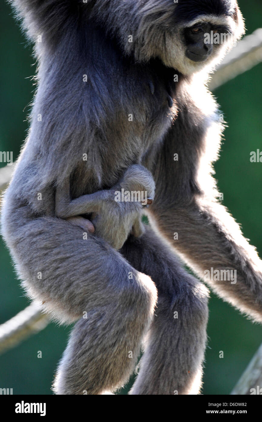 Ein Baby silbrig Gibbon liegt auf dem Schoß seiner Mutter Pangrango (15 Jahre) im Zoo Hellabrunn in München, 14. September 2012. Die Baby-Primas wurde am 19. August 2012 nach sieben Monaten der Schwangerschaft geboren. Foto: Frank Leonhardt Stockfoto