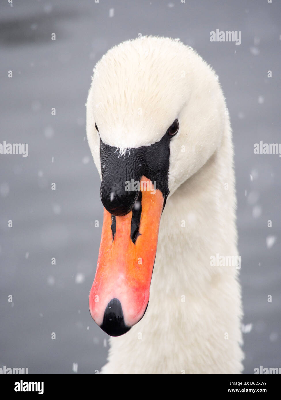 Ein Höckerschwan (Cygnus Olor) im Schnee am Lake Windermere, Lake District, Großbritannien. Stockfoto