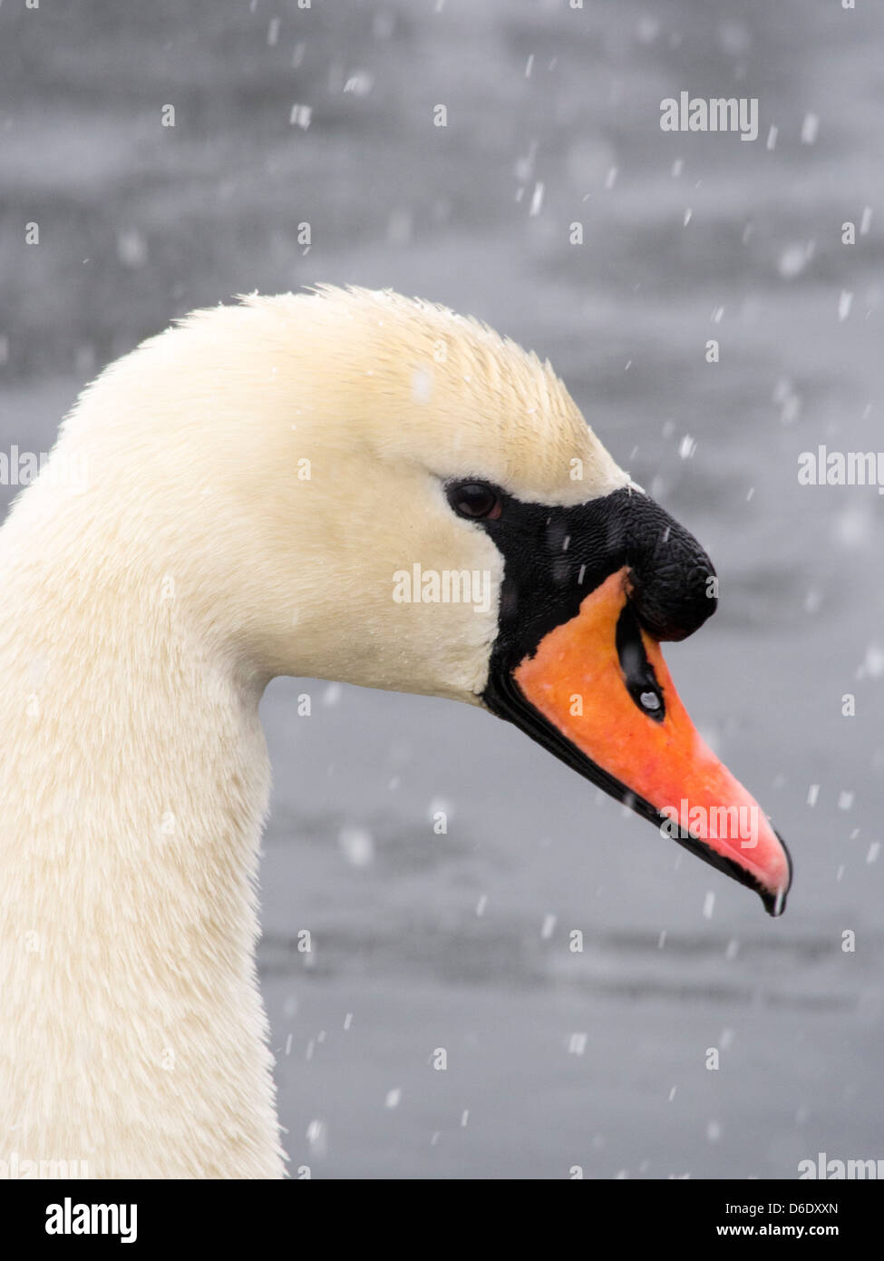 Ein Höckerschwan (Cygnus Olor) im Schnee am Lake Windermere, Lake District, Großbritannien. Stockfoto