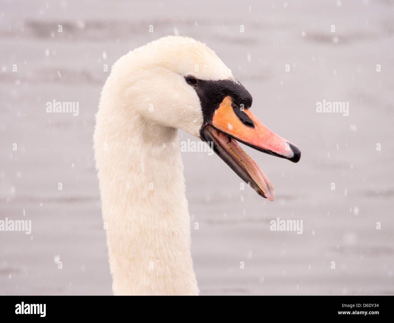 Ein Höckerschwan (Cygnus Olor) im Schnee am Lake Windermere, Lake District, Großbritannien. Stockfoto