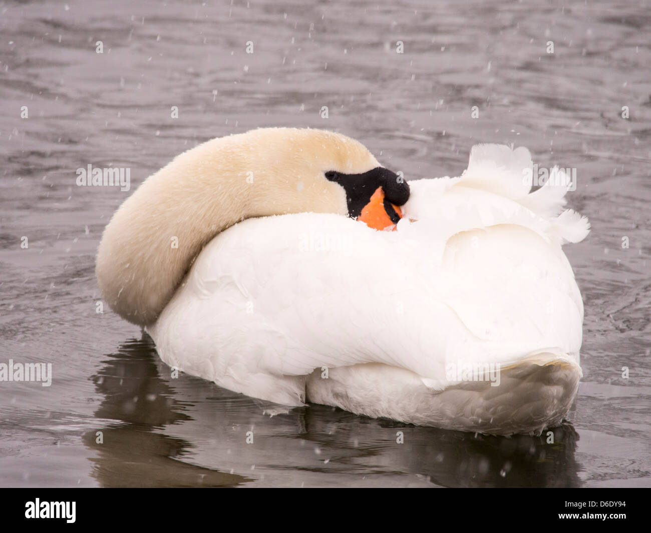Ein Höckerschwan (Cygnus Olor) im Schnee am Lake Windermere, Lake District, Großbritannien. Stockfoto