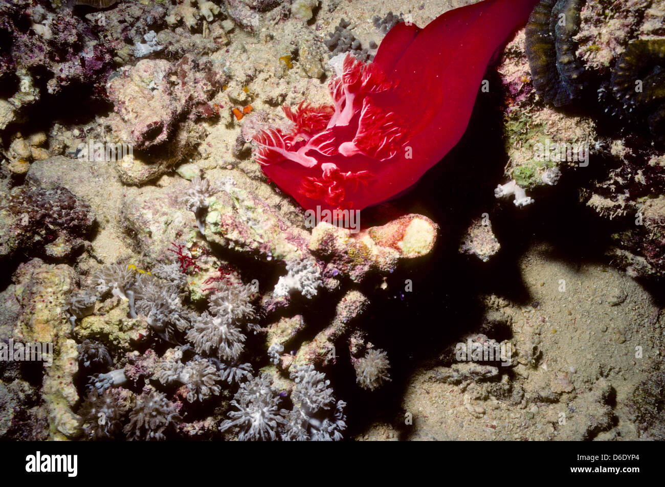 Spanische Tänzerin, Hexabranchussanguineus, Rote Meer gleiten Juni 1988 Umbauten, Ägypten, Sinai-Halbinsel, Sudan Safariboot Tauchen Stockfoto