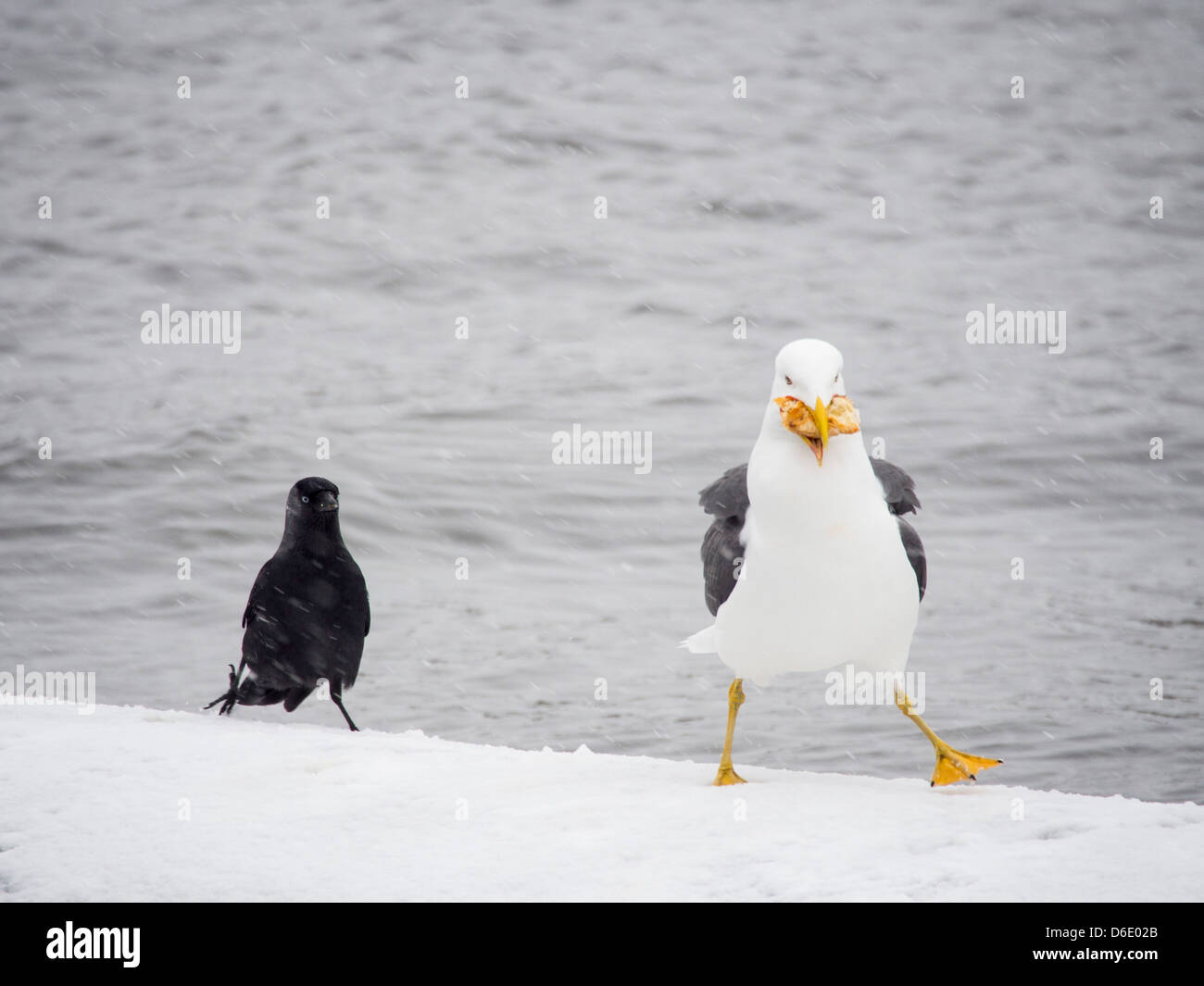 Ein weniger schwarz Backed Gull (Larus Fuscus) mit Essen, ist von einer Dohle, Lake Windermere, Lake District, Großbritannien genau beobachtet. Stockfoto