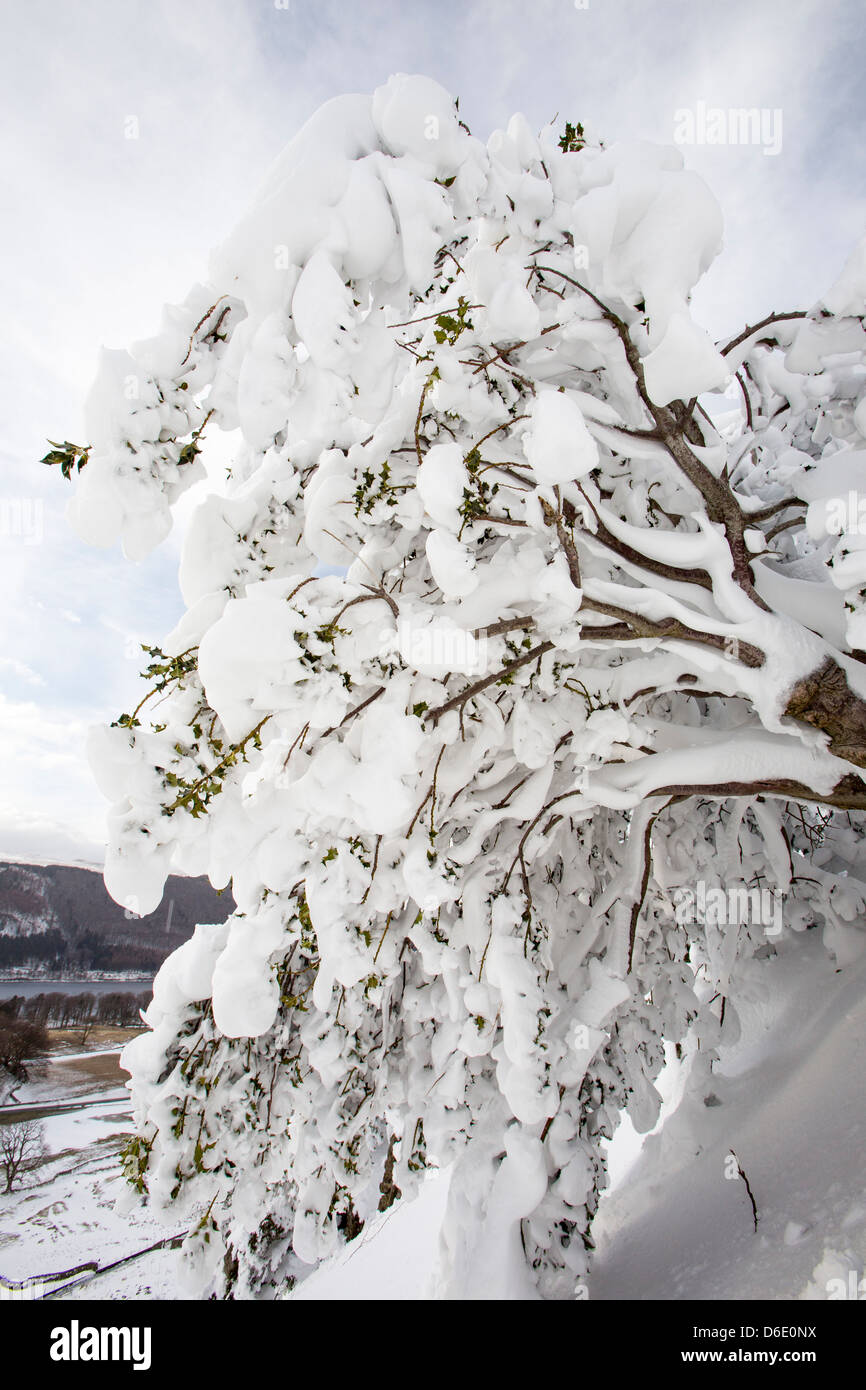 Eine Stechpalme verputzt im Schnee auf der Seite Lakelandpoeten, Lake District UK, im Falle der letzten Zeit extremen Wetter März 2013. Stockfoto