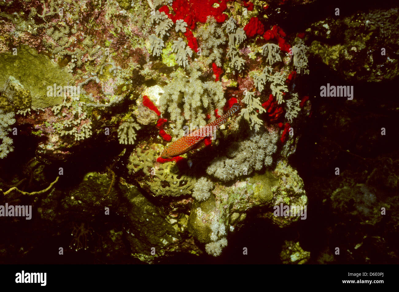 Koralle (Forelle) Zackenbarsch, Cephalopholis Miniata, roten Meer Juni 1988 schieben Sie Konvertierungen, Ägypten, Sinai-Halbinsel, Sudan Safari Boot Tauchen Stockfoto