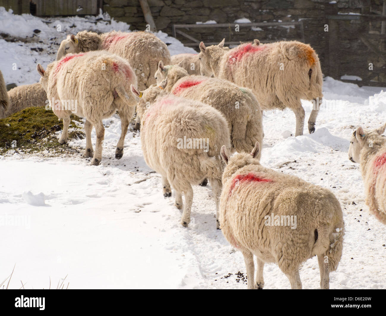 Schaf-Kampf in das heftige Winterwetter in der Nähe von Ambleside, Lake District, England, Ende März 2013. Stockfoto