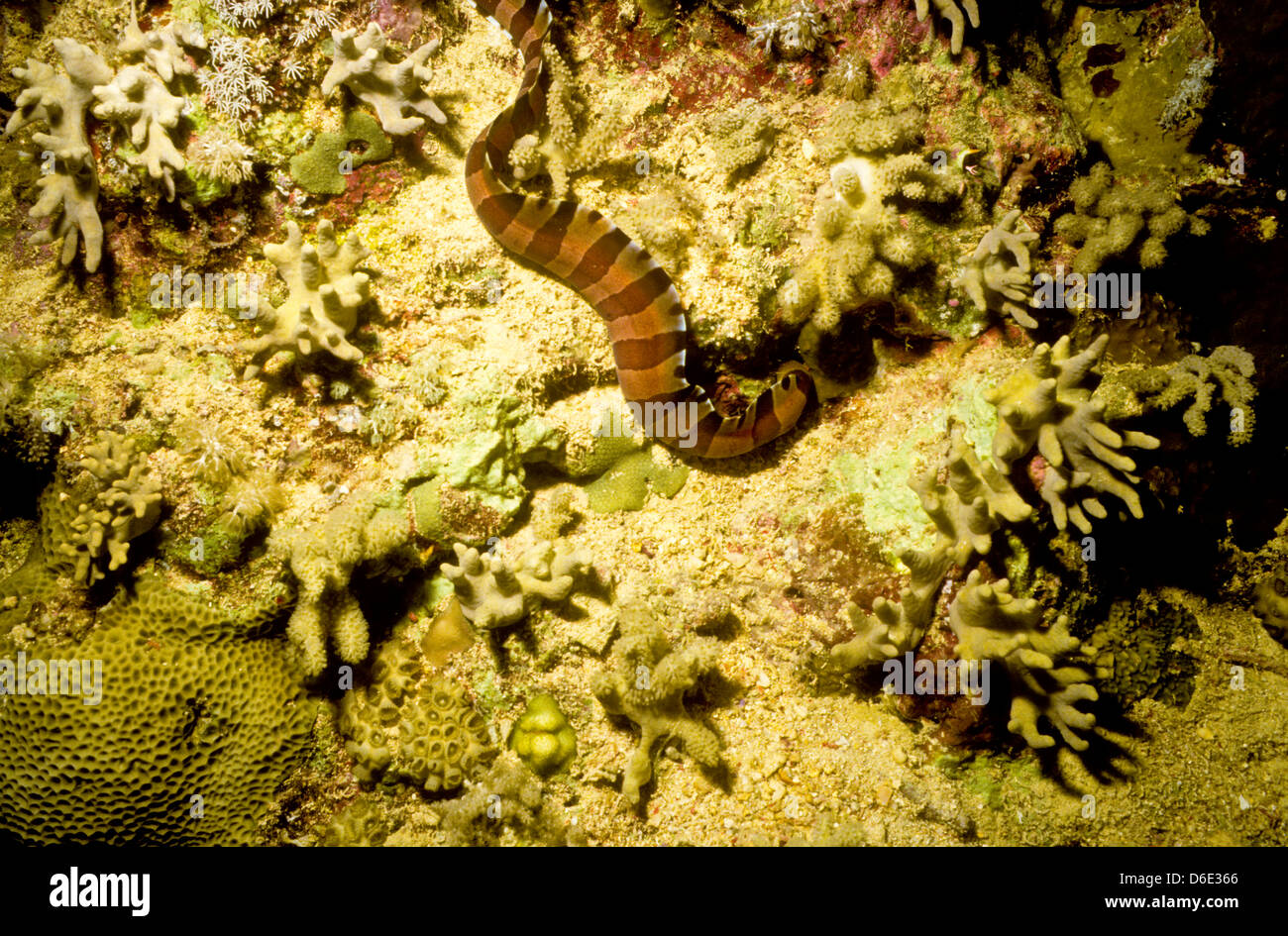 Seeschlange, roten Meer schieben Juni 1988, Konvertierungen, Ägypten, Sinai-Halbinsel, Sudan Safariboot Tauchen, Haie, Unterwasser-Fotografie. Stockfoto