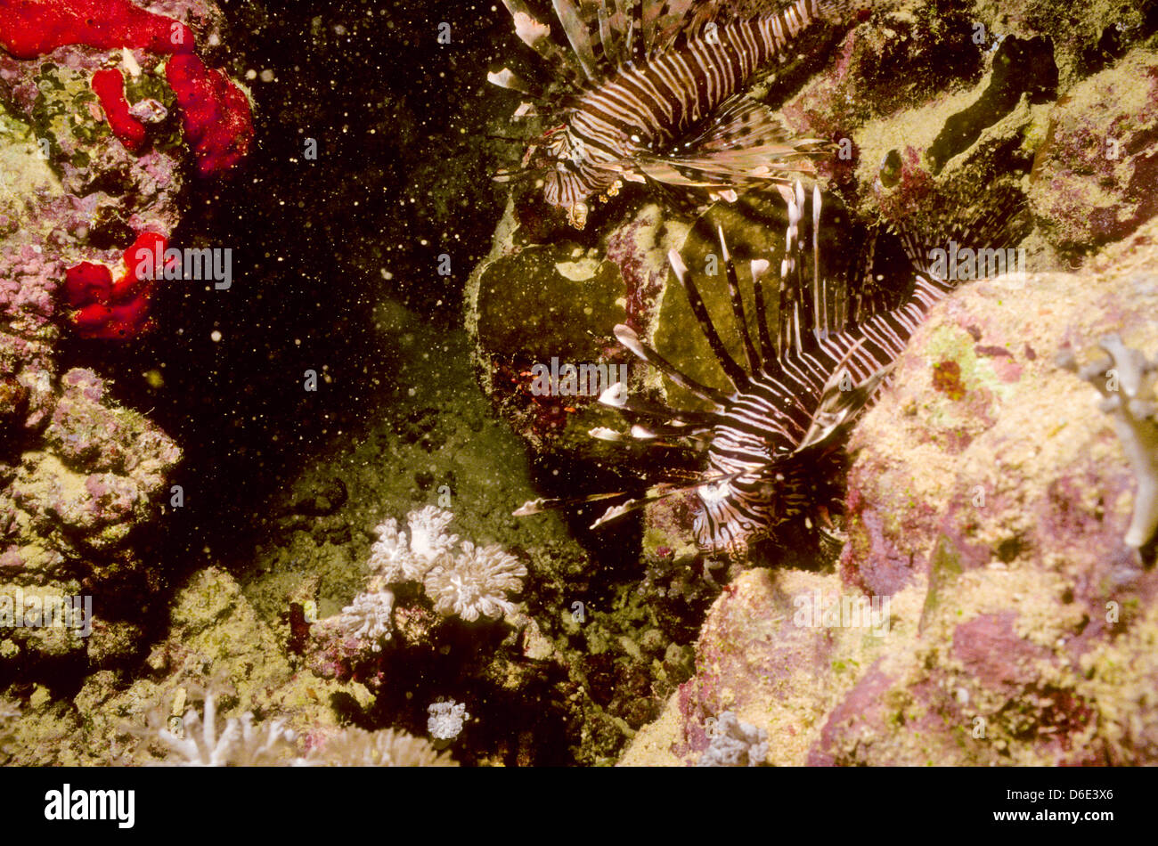 Türkei-Fisch oder Rotfeuerfische, Pterois Volitans, Rote Meer Juni 1988 schieben Sie Konvertierungen, Ägypten, Sinai-Halbinsel, Sudan Safari Boot Tauchen Stockfoto