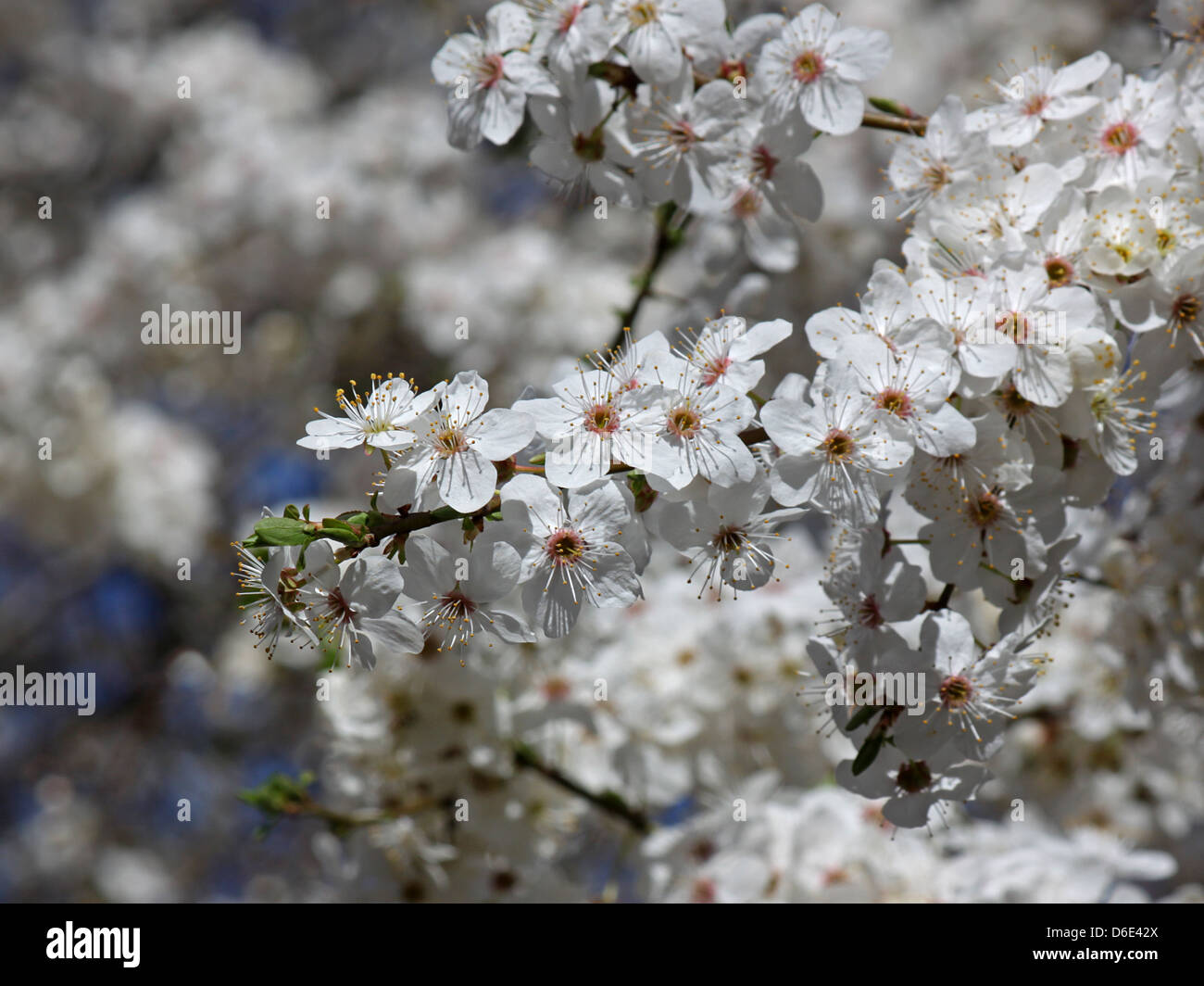 Blühender Zweig der Pflaumenbaum Stockfoto