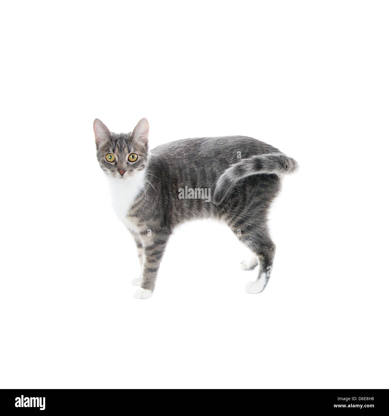 Silber grau Tabby Katze mit weißer Brust und Pfoten, die isoliert auf weißem Hintergrund Stockfoto