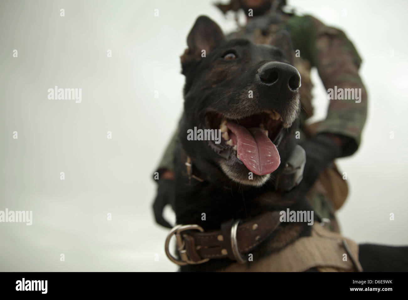Wilbur, ein US Marine Special Operations arbeitender Hund und seinem Führer während einer Patrouille mit Afghan National Army Spezialeinheiten, einen Distrikt-Governor einer Schule 15. April 2013 in der Provinz Helmand, Afghanistan zu eskortieren. Stockfoto