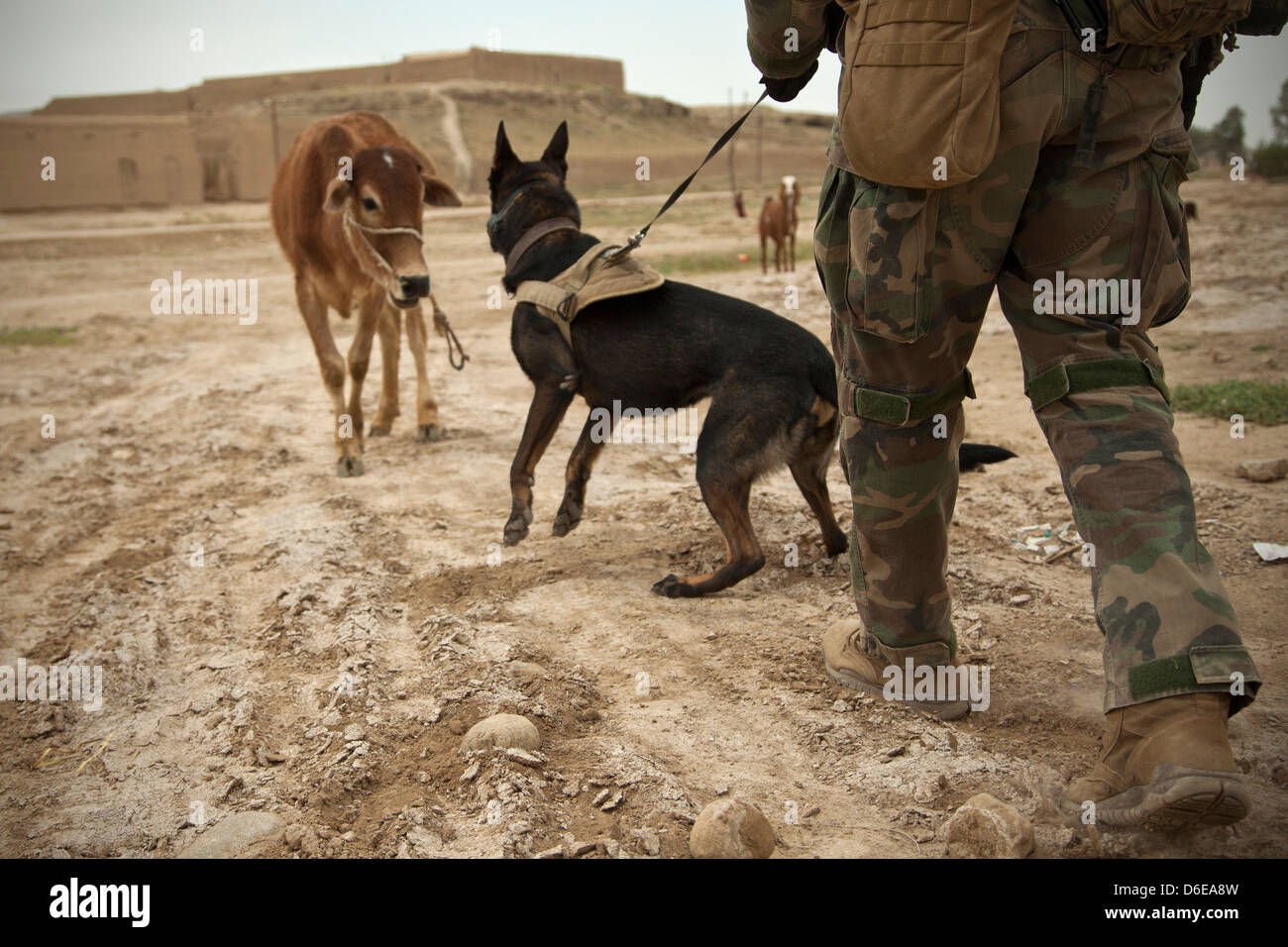 Konfrontieren Sie Wilbur, ein US Marine Special Operations arbeitender Hund und seinem Führer eine Kuh während einer Patrouille mit Afghan National Army Spezialeinheiten, einen Distrikt-Governor einer Schule 15. April 2013 in der Provinz Helmand, Afghanistan zu eskortieren. Stockfoto