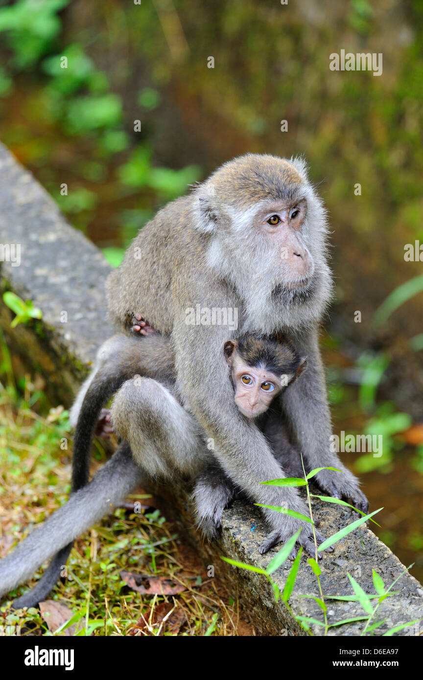 Weiblichen Makaken-Affen mit jungen im Bako Nationalpark in der Nähe von Kuching, Sarawak, Borneo Stockfoto