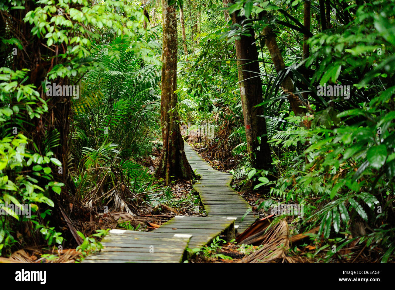 Waldweg im Bako Nationalpark in der Nähe von Kuching, Sarawak, Borneo Stockfoto