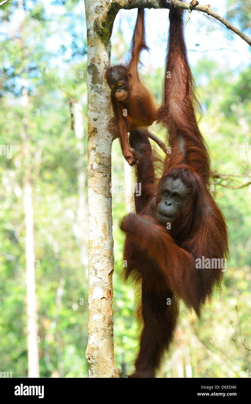 Weiblicher Orang-Utan mit Young - Semenggoh Wildlife Rehabilitation Centre in der Nähe von Kuching, Sarawak, Borneo Stockfoto