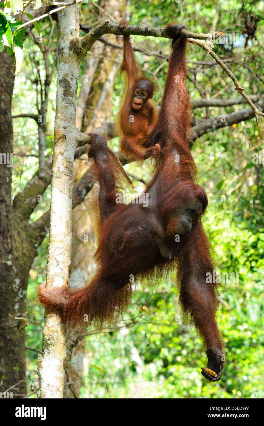 Weiblicher Orang-Utan mit Young - Semenggoh Wildlife Rehabilitation Centre in der Nähe von Kuching, Sarawak, Borneo Stockfoto