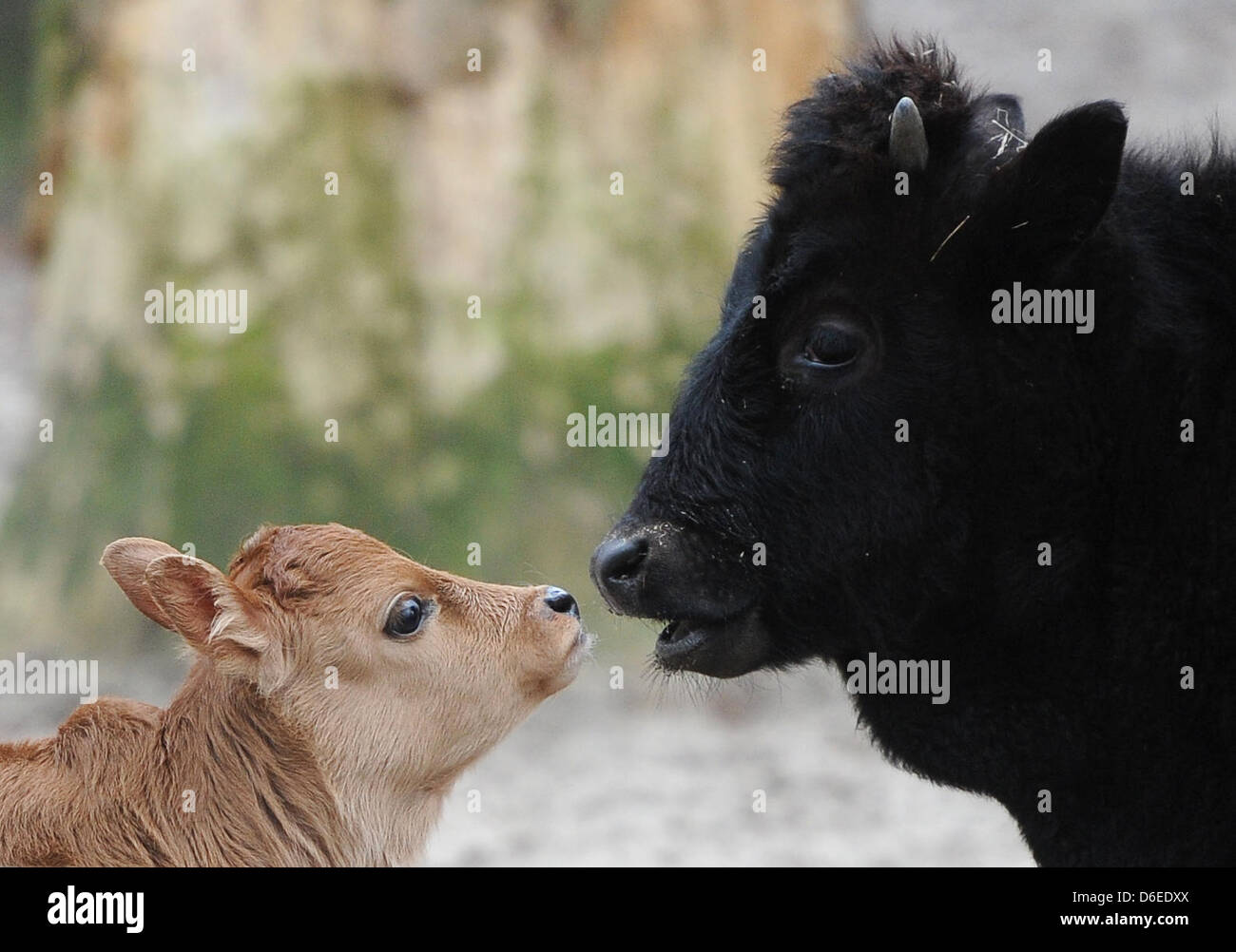 Zebu Kalb Lea (L) blickt auf ein Mitglied ihrer Herde im Berliner Zoo in Berlin, Deutschland, 27. Januar 2012. Der kleine Zebu geboren am 14. Januar 2012. Foto: Britta Pedersen Stockfoto