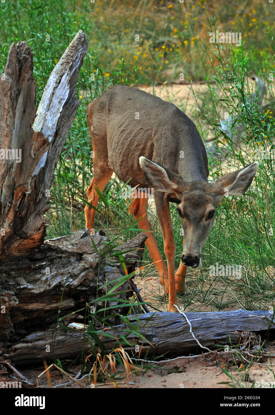 Eine Antilope, die nur im Park, gefunden worden ist sieht man im Zion National Park in Utha, USA, 31. Dezember 2011. Ein hervorstechendes Merkmal des Parks 229-Quadrat-Meile (590 km2) ist Zion Canyon, die 15 Meilen (24 Kilometer) lang und bis zu Hälfte ein Meile (800 m) tief, durchschneiden rötlich und tan-farbigen Navajo-Sandstein von North Fork des Virgin River. Die niedrigste Höhe ist 3.666 f Stockfoto
