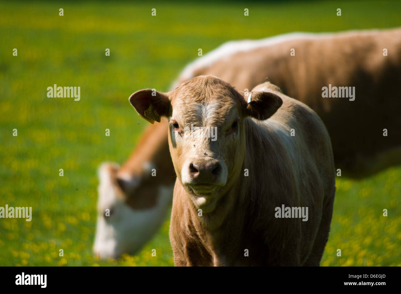 Devon Kalb und Kuh auf der Weide Stockfoto