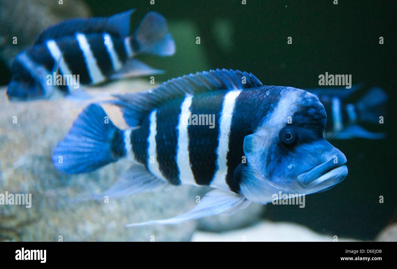 Cyphotilapia Frontosa schwimmen in ihren Tank im Aquarium des Berliner Zoos in Berlin, Deutschland, 3. Februar 2012. Insgesamt elf neue Cyphotilapia Frontosa wurden genommen-Up im Berliner Zoo. Der Fisch ist endemisch in Tanganjika-See in Afrika. Foto: Sebastian Kahnert Stockfoto