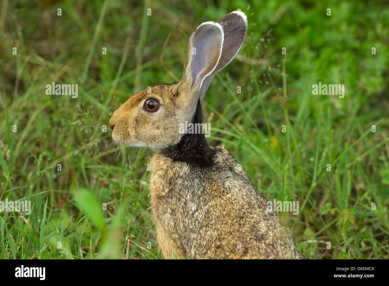 Schwarzhals-Hase Lepus Nigricollis Fütterung in grasbewachsenen löschen Stockfoto
